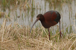 Ibis Walking.jpg